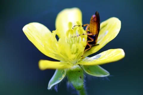 Flower and bug Stock Photos
