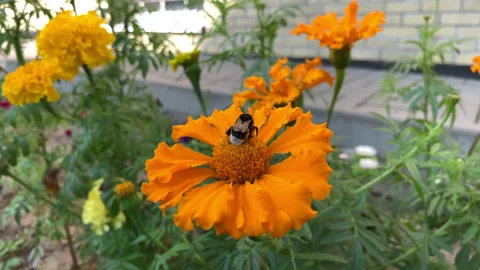 Flower and bumblebee Stock Footage 140205924