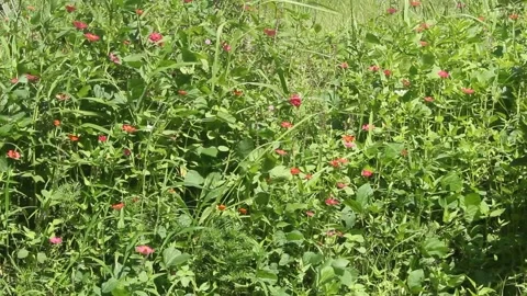 Flower and bushes Stock Footage 241155382