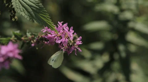 Flower and Butterfly Stock Footage 27877982