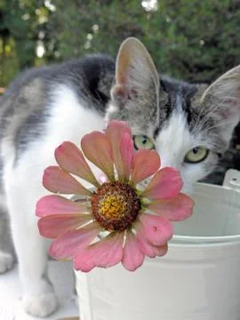 Flower and cat Stock Photos