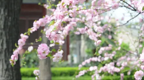 Flower and chinese building Stock Footage 887401