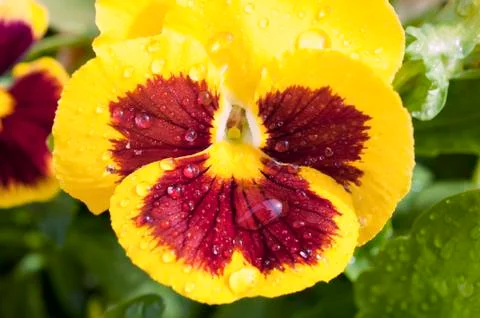Flower and drops Stock Photos