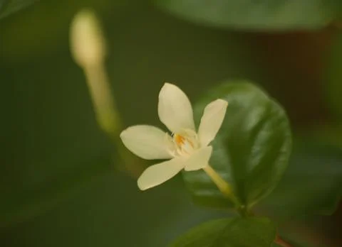 Flower and flower bud Stock Photos