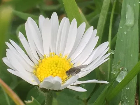 Flower and Fly Stockfoto's