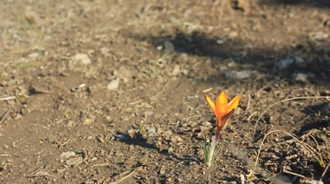 Flower and foot Stock Footage 33300381