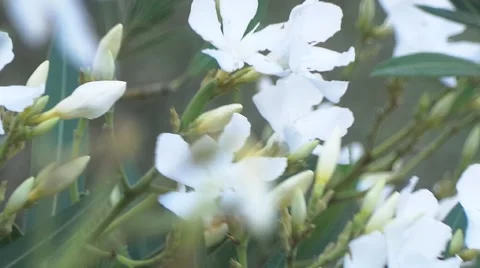 Flower and insects in forest Video stock 50758084