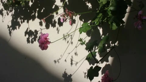 Flower and its shadow moving with the wind Stock Footage 210154473