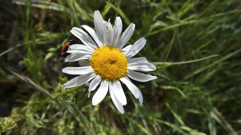 Flower and LadyBug Stock Footage 197376286