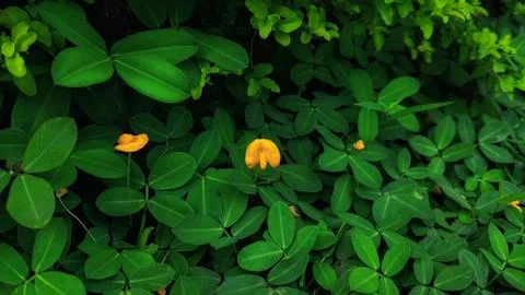 Flower and leaf for elegant background,text word,charming concept Stock Photos