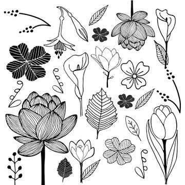 Flower and leaf hand drawn sketch doodle black and white Ilustração Stock
