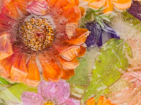 Flower and leaf in the ice Stock Photos