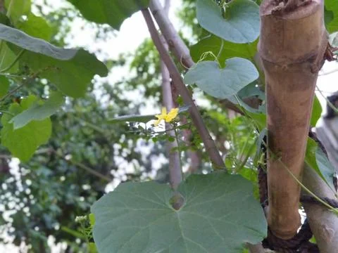 Flower and leaf Stock Photos