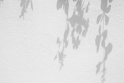 Flower and leaf Shadow on white Concrete Wall Background. Fotos de archivo