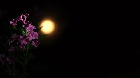 The flower and the moon Stock Footage 151376837