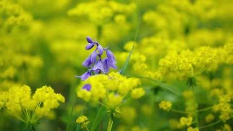 Flower and Nature Stock Footage 330315854