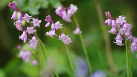 Flower and Nature Stock Footage 330315856