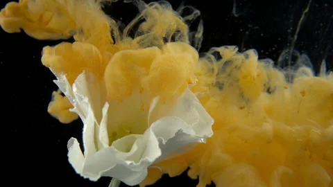 Flower And Orange Paint Stock Footage 94327694