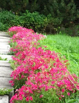Flower and path Stock Photos