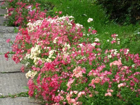 Flower and path Stock Photos
