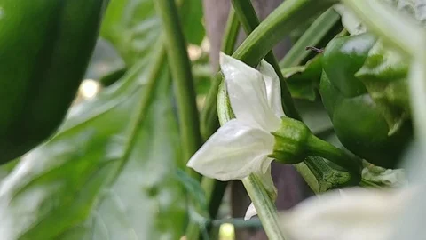Flower and pepper Stock Footage 97020230