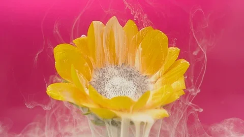 Flower and pink ink cloud infusion into water Stock Footage 89449860