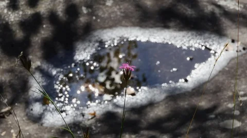 Flower and puddle focus change Stock-Footage 114177702