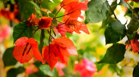 Flower and rain Stock-Footage 35582602