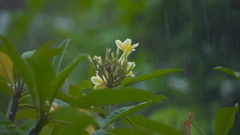 Flower and rain Video stock 245776034