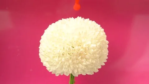 Flower and red ink cloud burst in water Stock Footage 89449306