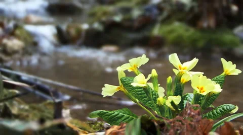 Flower and River Stockbeeldmateriaal 995426