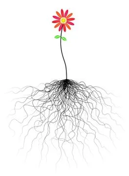 Flower and roots Stock Illustration