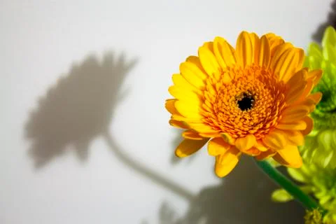 Flower and shadow Stock Photos