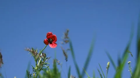 Flower And Sky Video stock 52699774