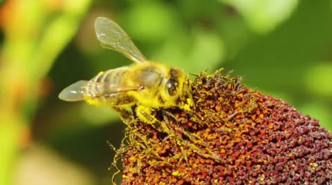 Flower and small bee Stock Footage 11981808