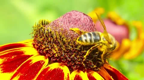 Flower and small bee Stock Footage 21290918