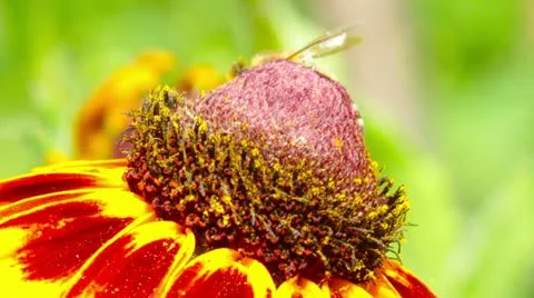 Flower and small bee Stock Footage 21291100