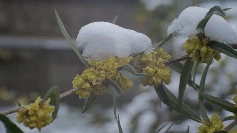 Flower and snow 스톡 동영상 87345719