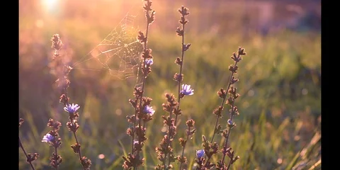 Flower and Spider web Stock Footage 96713791