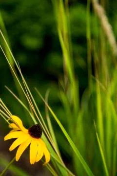 Flower and stems. Stock Photos