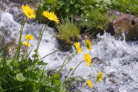 Flower and stream Stock Photos