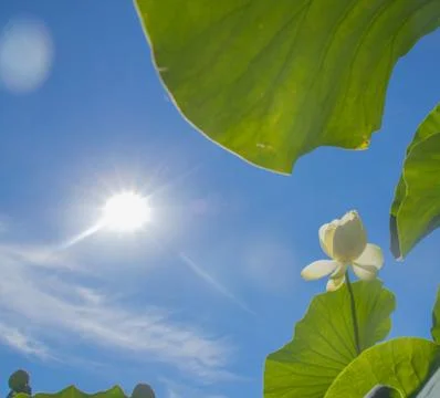 Flower and sun. Stock Photos