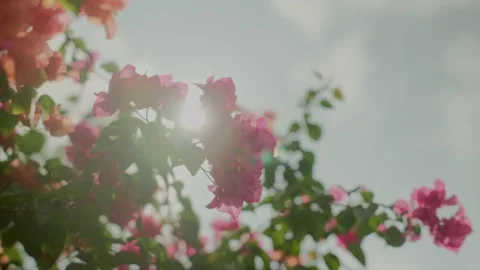 Flower and sunlight Stock Footage 277052685
