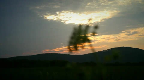 Flower and sunset Stock Footage 25541184