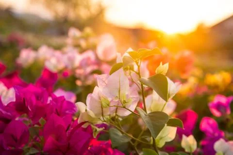 Flower and sunset Stock Photos