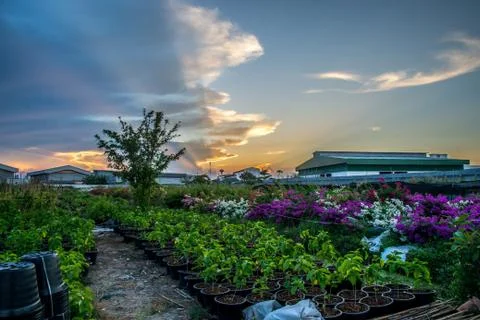 Flower and sunset Stock Photos