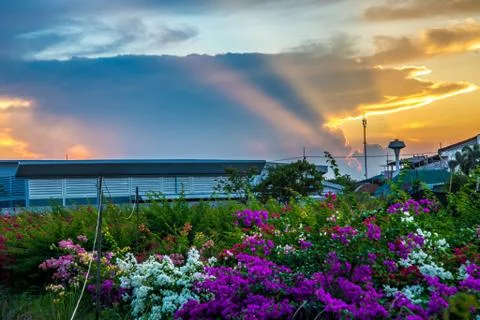 Flower and sunset Stock Photos