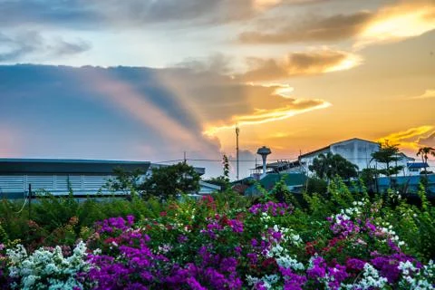 Flower and sunset Stock Photos