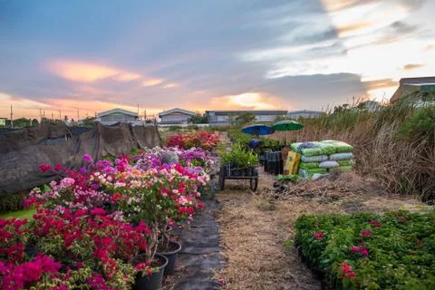 Flower and sunset Stock Photos