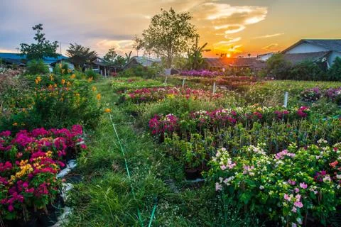 Flower and sunset Stock Photos